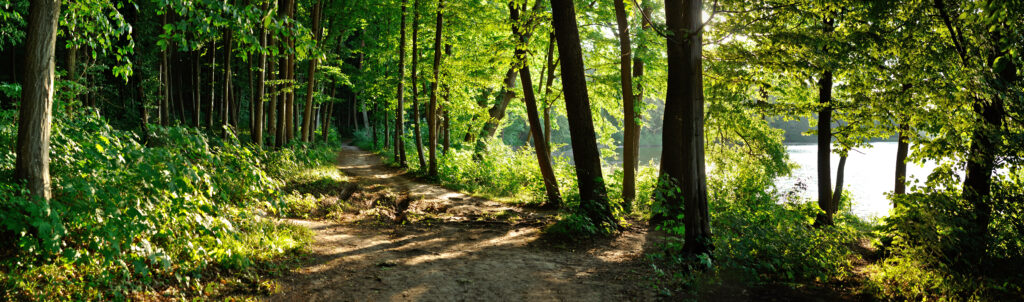 Trail in the forest